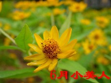 6月的花